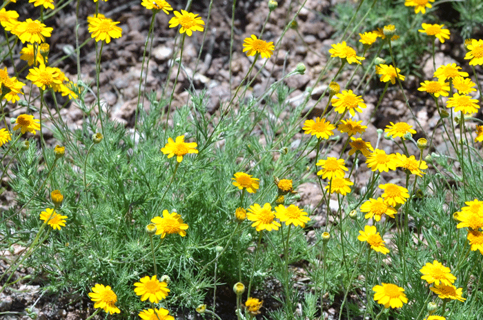 Fiveneedle Pricklyleaf has a long leafless flowering stalk supporting the flower heads as shown here. Thymophylla pentachaeta